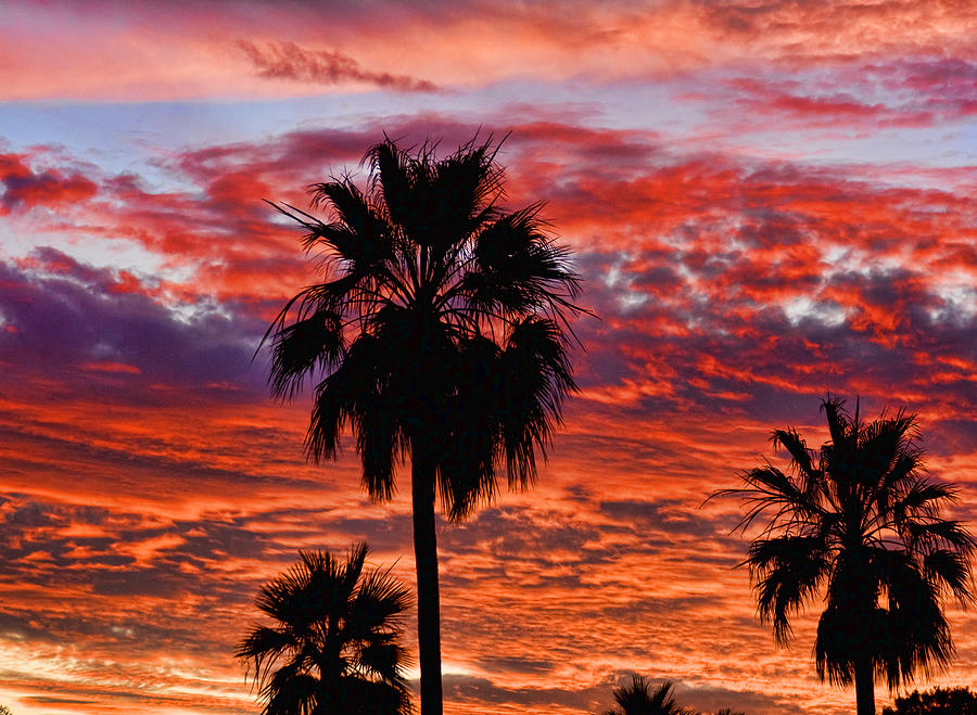 Palm Tree Sunset Photograph