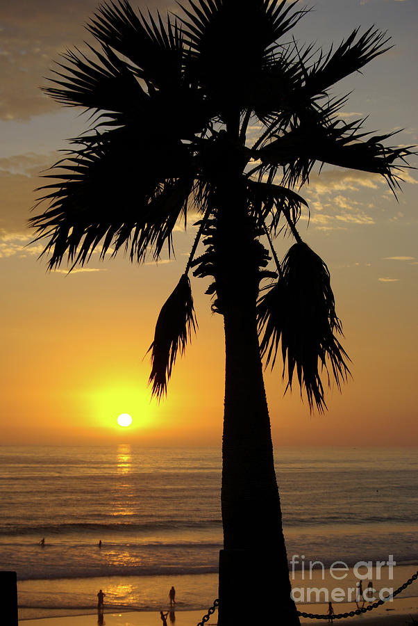 Palm Tree Sunset Photograph by Jim And Emily Bush