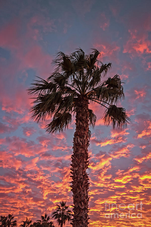 Palm Tree Sunset Photograph by Robert Bales