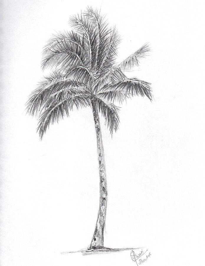 palm tree drawing for kids - Clip Art Library