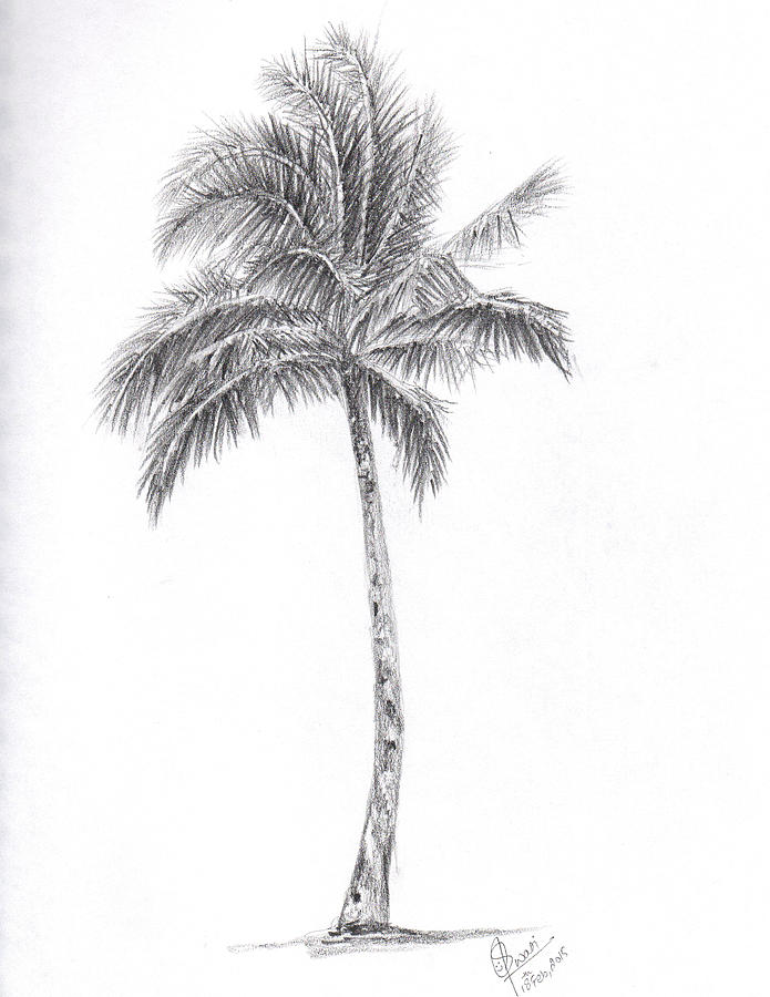 Palm Tree Drawing By Swati Singh