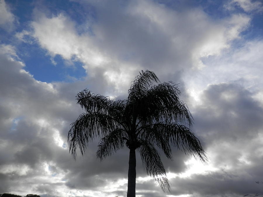 Palm Tree Swaying in Wind Photograph by Belinda Lee