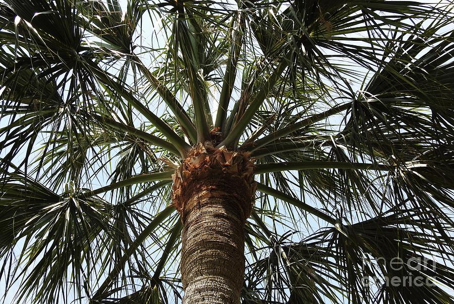 Palm Tree Symmetry Photograph by Jan Gelders