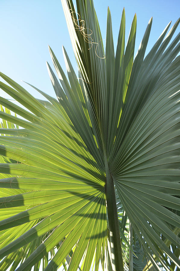 Palm Tree Texture Photograph by Kyle Hanson