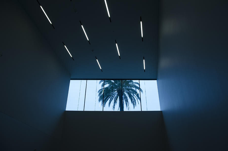 Palm Tree through Window Photograph by Erik Burg