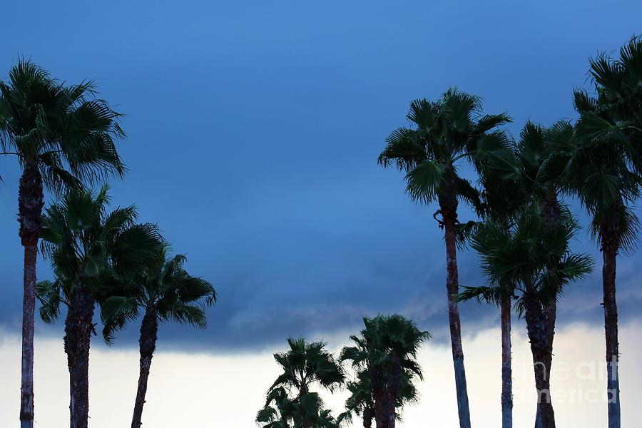 Palm Tree Thunderstorm Photograph by Robert Wilder Jr