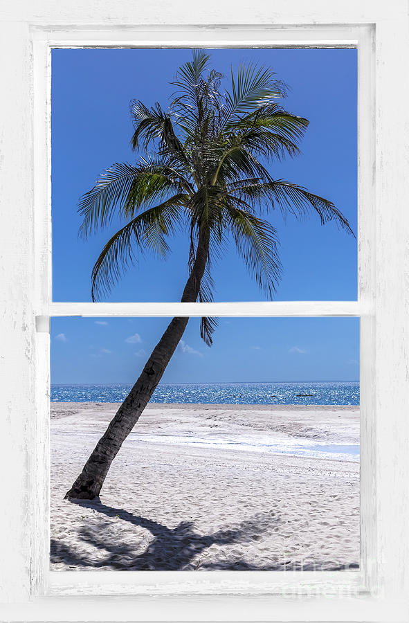 Palm Tree Tropical Window View Photograph