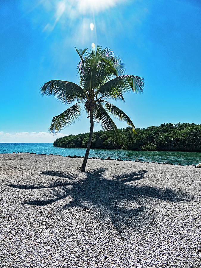 Palm Tree Under the Sun Photograph by Bob Slitzan