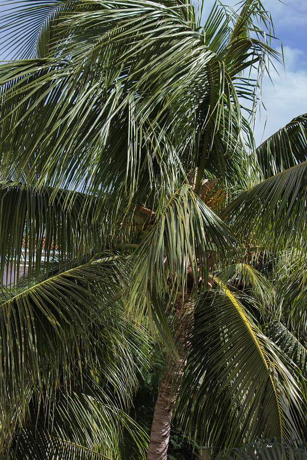 Palm Tree Up Close Photograph by Roberta Byram