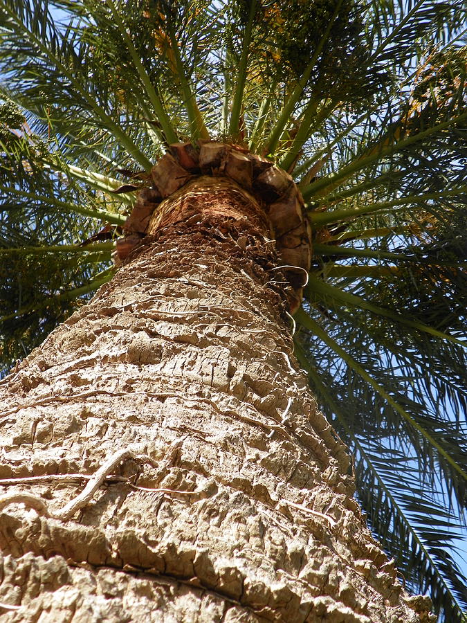 Palm Tree Photograph - Palm tree by Vineta Marinovic