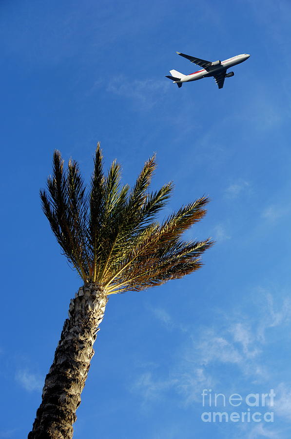 Palm tree with aeroplane flying in background Photograph by Sami Sarkis