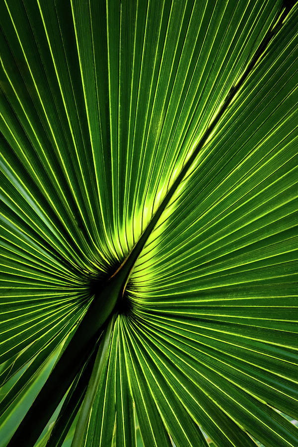 Palm Tree with Back-light Photograph by Robert Mitchell