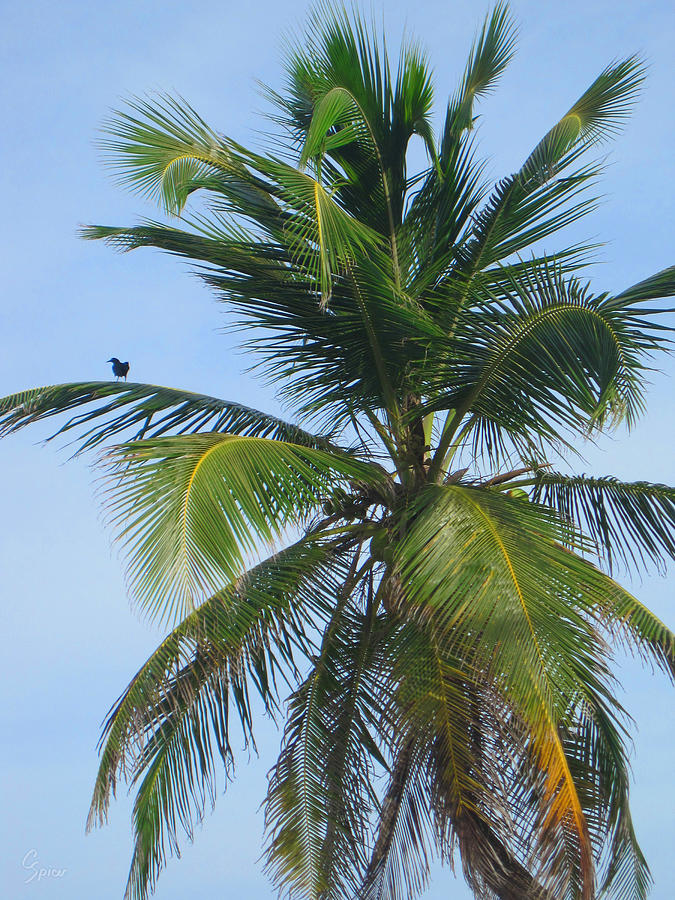 Palm Tree with Bird Photograph by Christopher Spicer