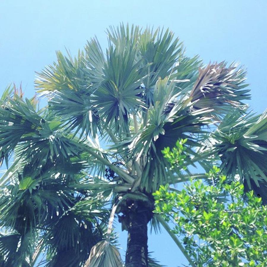 Palm Tree With Blue Skies Photograph by Susan Nash