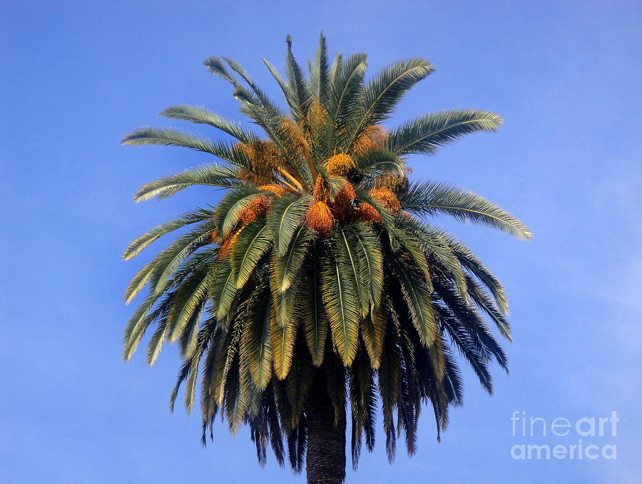 Palm tree with orange berries Photograph by Sofia Goldberg Pixels