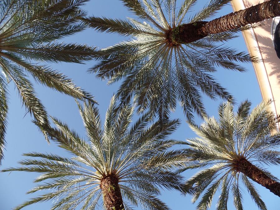 Palm Trees 1 Photograph by Janet Atkinson - Fine Art America