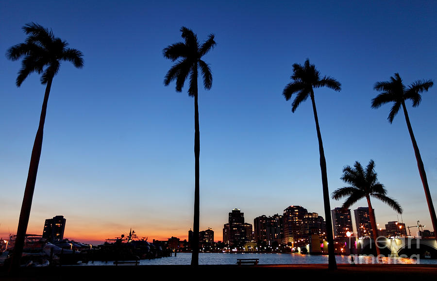 Palm trees along the West Palm Beach skyline Photograph by Denis ...