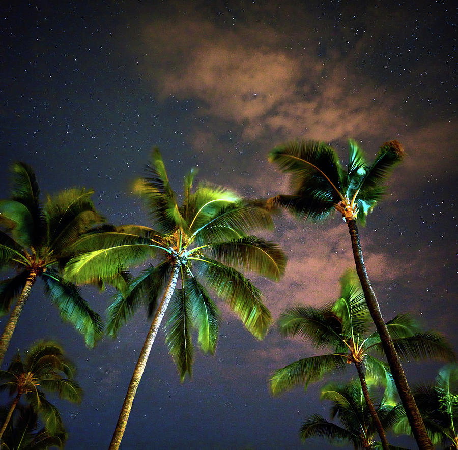 Palm Trees and a Starry Night Photograph by Christopher Johnson