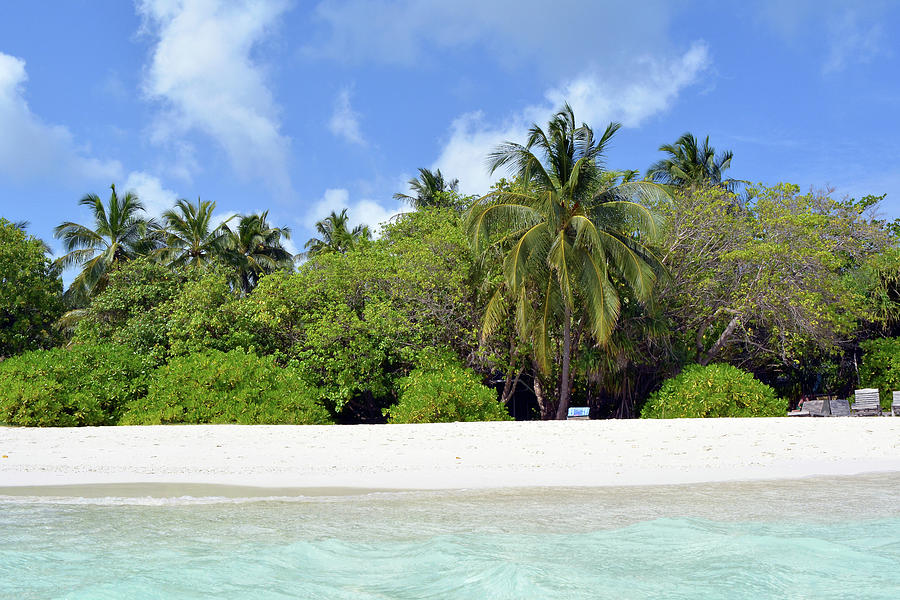 Palm trees and exotic vegetation on the beach of an island in Maldives ...