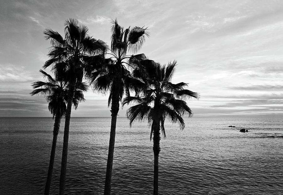 Palm Trees Photograph - Palm Trees And Ocean Black And White Photography by...