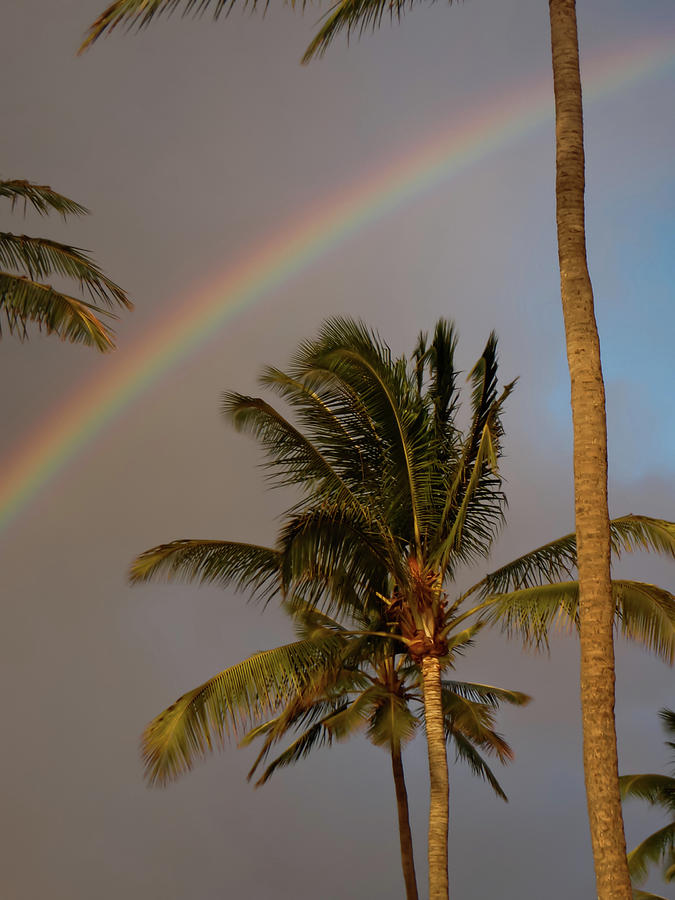 Palm Trees and Rainbow Photograph by Roger Mullenhour