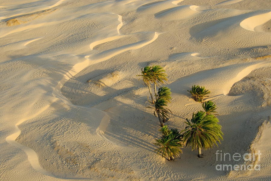 Nature Photograph - Palm trees and sand dunes in Sahara Desert by Sami Sarkis