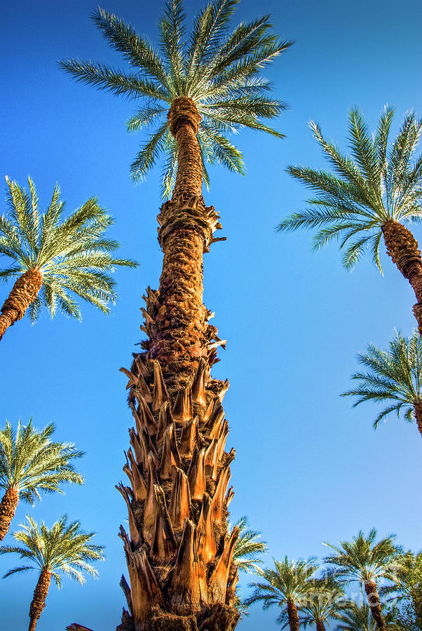 Palm Trees and Sky Vertical Photograph by David Zanzinger