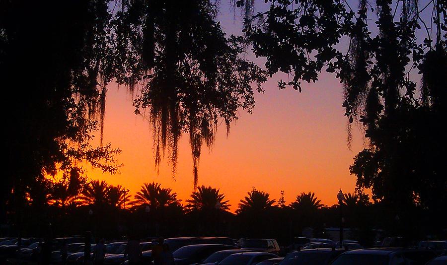 Palm Trees and Spanish Moss Sunset Photograph by Deborah Lacoste