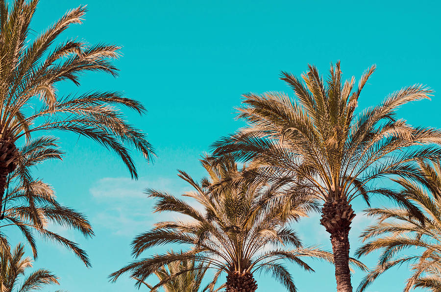 Tree Photograph - Palm Trees and Summer by Cross Version