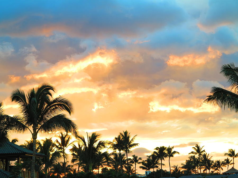Palm trees and sunset Photograph by Vidyut Singhal - Fine Art America