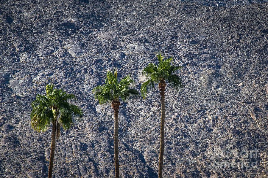 Desert Photograph - Palm Trees by Art K