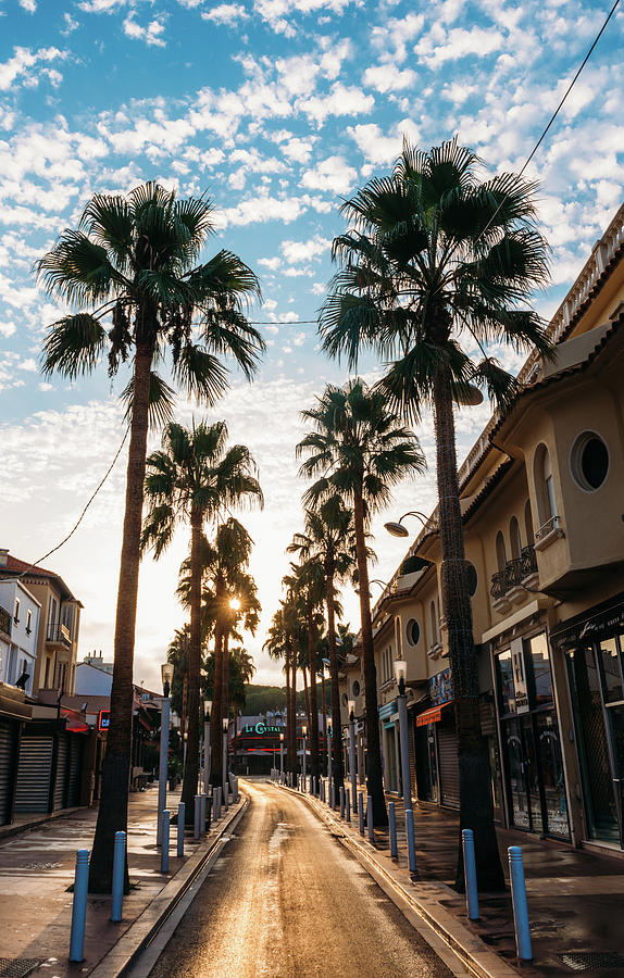 Palm trees at dusk Photograph by Alexandre Rotenberg - Fine Art America