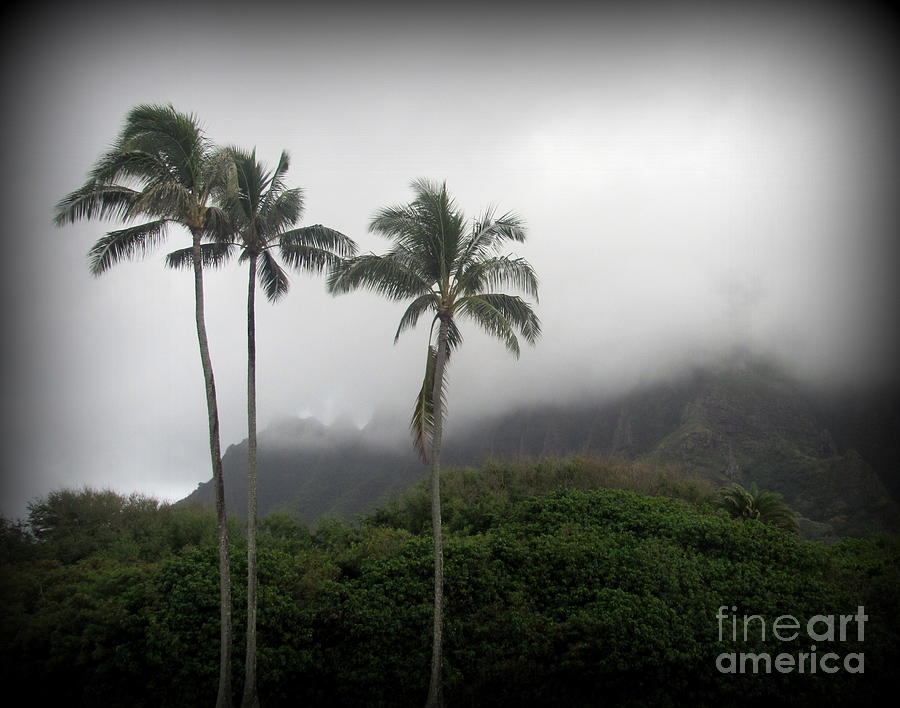 Oahu Photograph - Palm Trees at Kualoa Park Oahu by Joy Patzner Oahu Photograph - Palm Trees at Kualoa Park Oahu by Joy Patzner