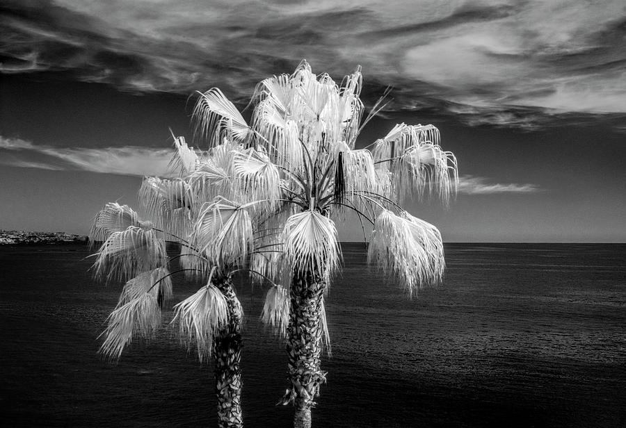 Palm Trees at Laguna Beach in Infrared Black and White Photograph by Randall Nyhof