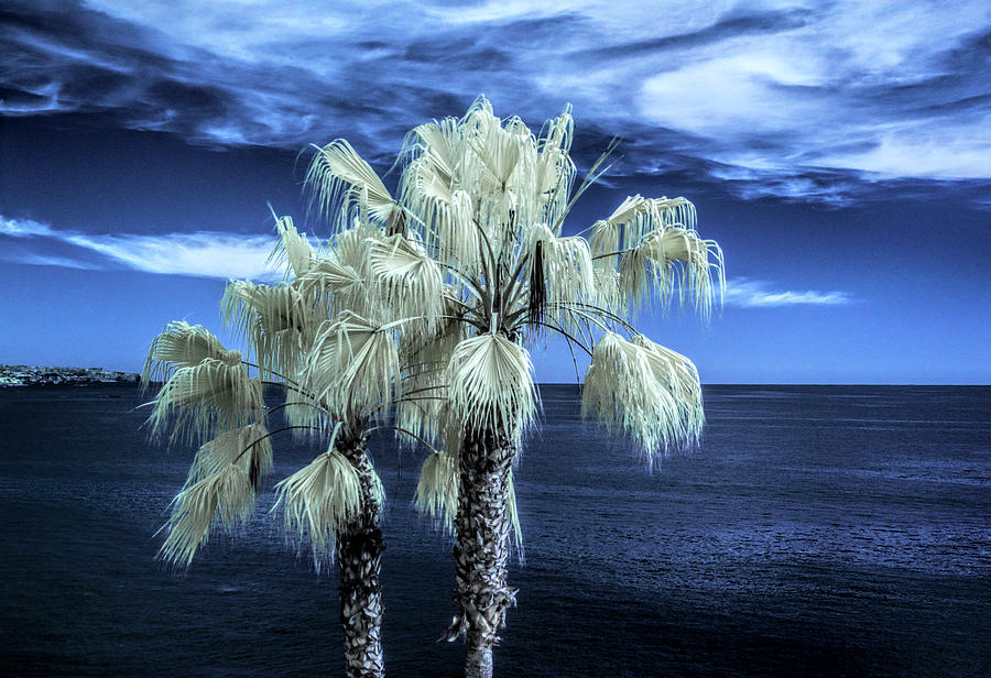 Palm Trees at Laguna Beach in Infrared Photograph by Randall Nyhof