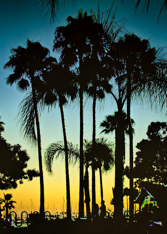 Palm Trees at Marina Photograph by Joseph Hollingsworth