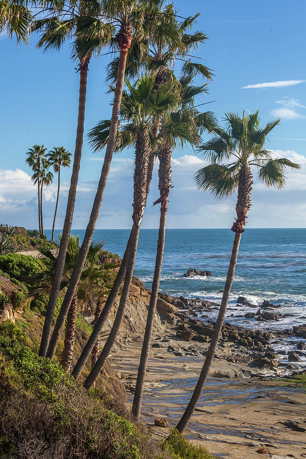 Palm Trees at Monument Point Laguna Beach Photograph by Cliff Wassmann