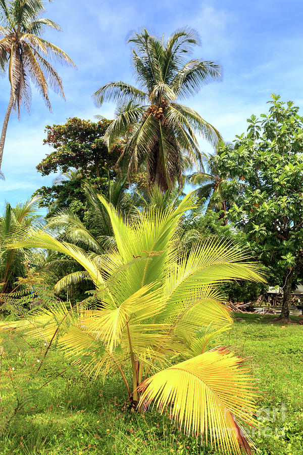 Palm Trees at Star Beach in Bocas del Toro Photograph by John Rizzuto