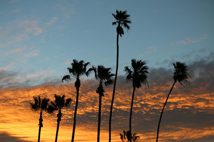 Palm Trees at Sunrise  Photograph by Christy Pooschke