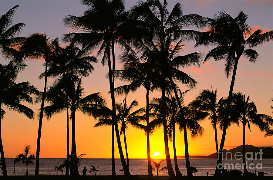 Palm Trees At Sunset Photograph by Bill Schildge - Printscapes