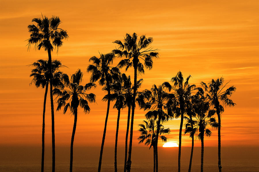 Palm Trees at Sunset by Cabrillo Beach Photograph by Randall Nyhof