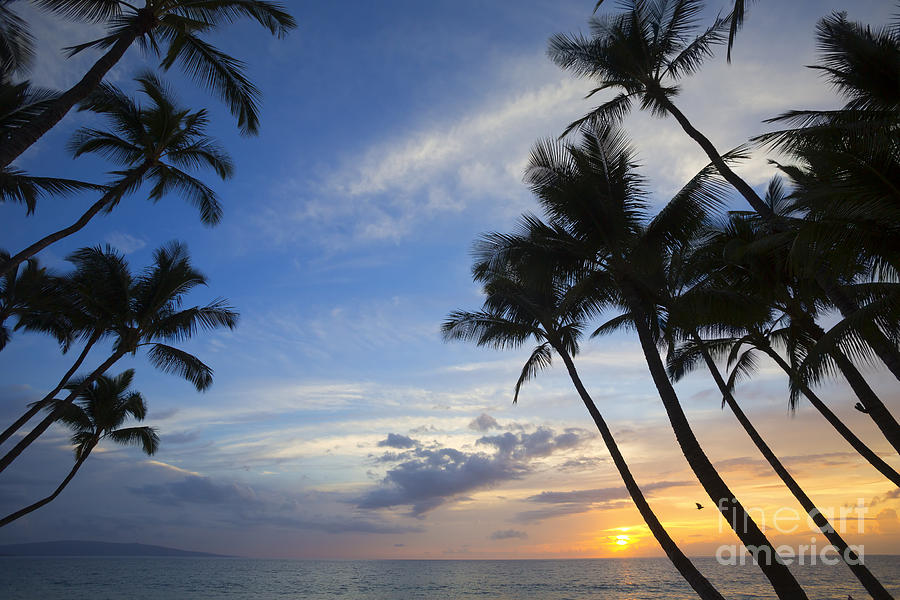 Palm Trees At Sunset, Keawekapu Beach Photograph by Ron Dahlquist