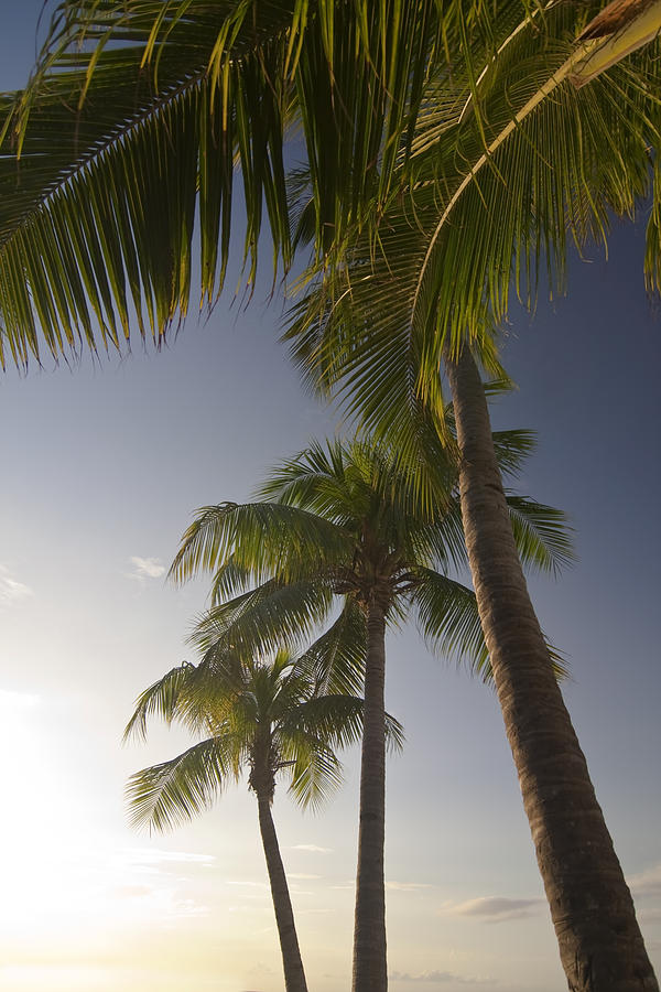 Palm Trees at sunset Photograph by Sven Brogren