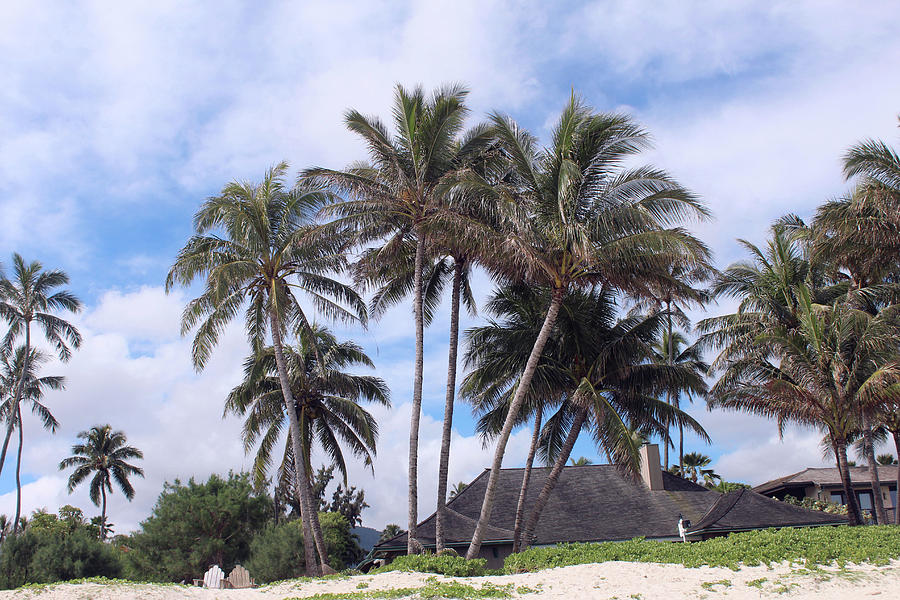 Palm Trees At The Beach Photograph