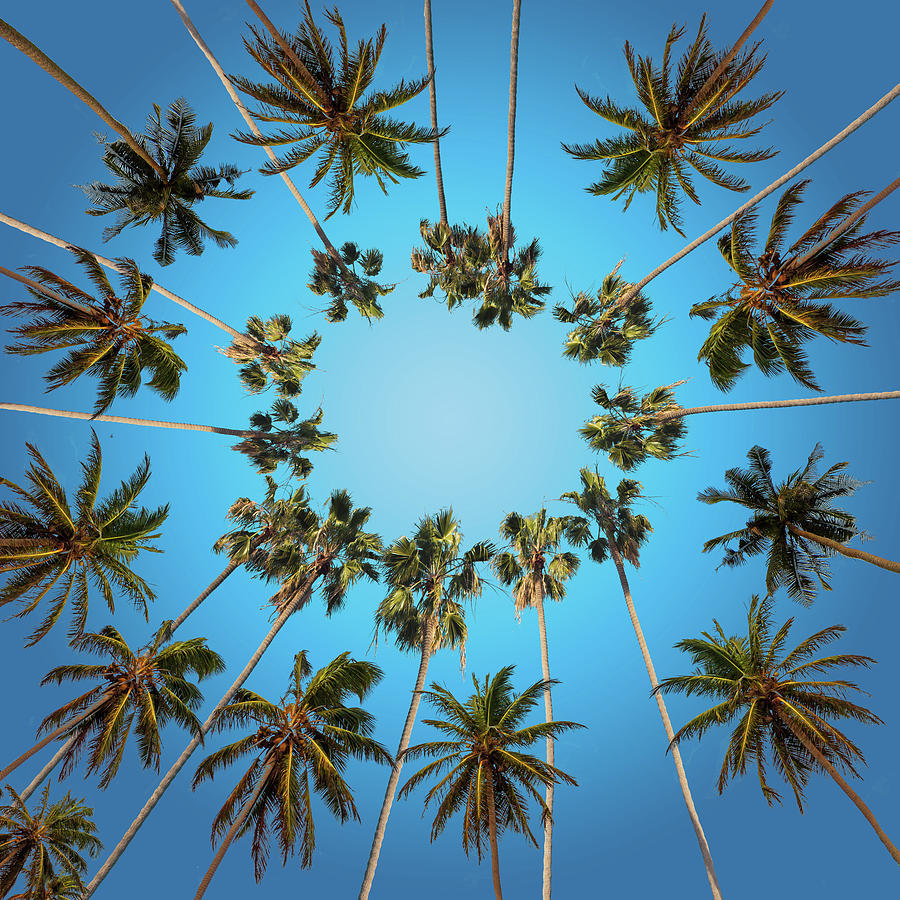 Palm Trees Digital Art by Bekim M