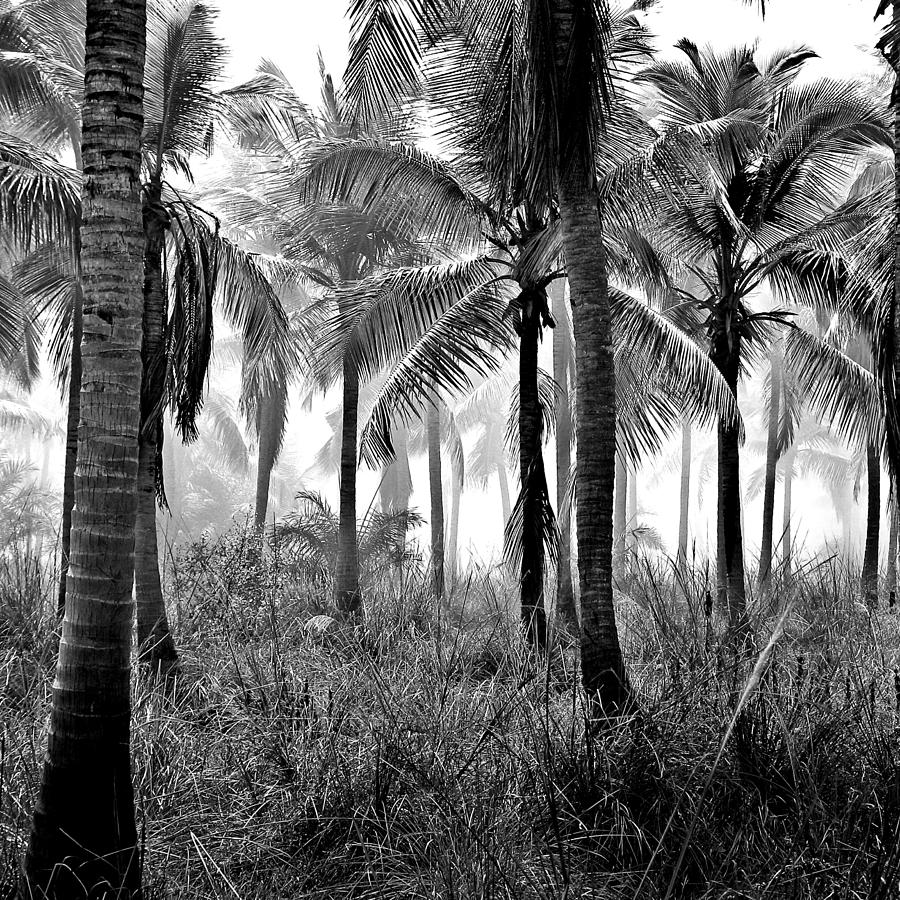 Black And White Photograph - Palm Trees - Black and White by Marianna Mills