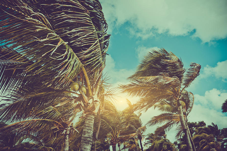 Palm Trees Blowing in the Wind with Instagram Style Filter Photograph by Brandon Bourdages
