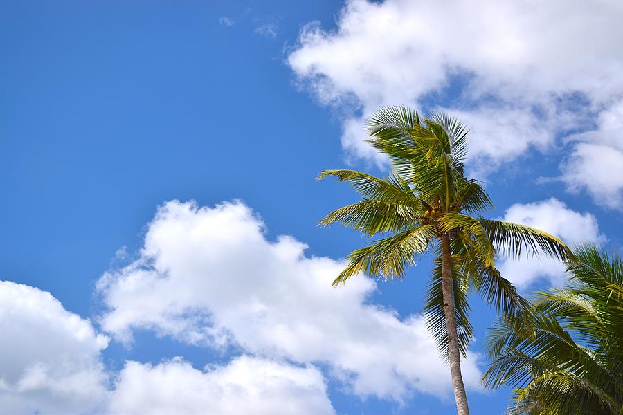 Palm Trees, Blue Sky Photograph