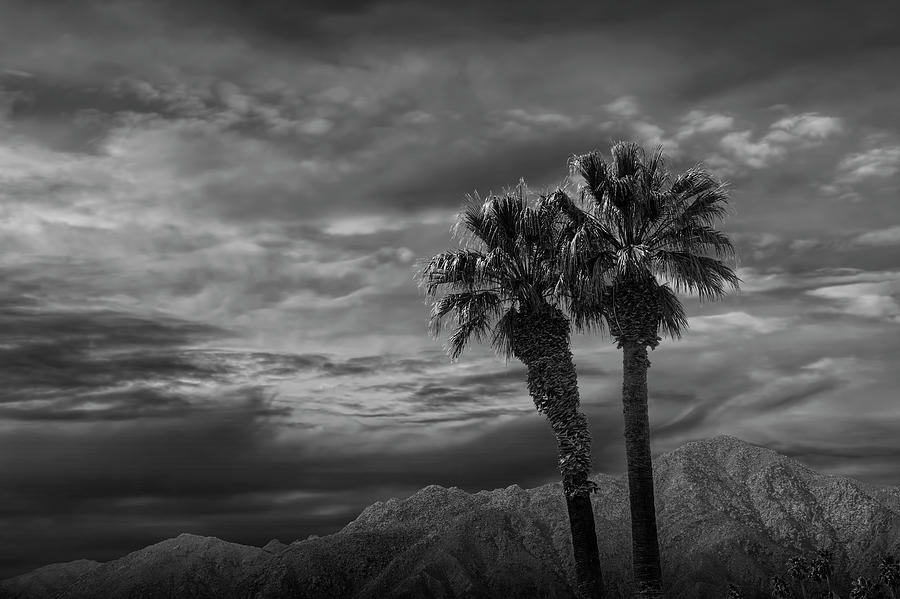 Palm Trees by Borrego Springs in Black and White Photograph by Randall Nyhof