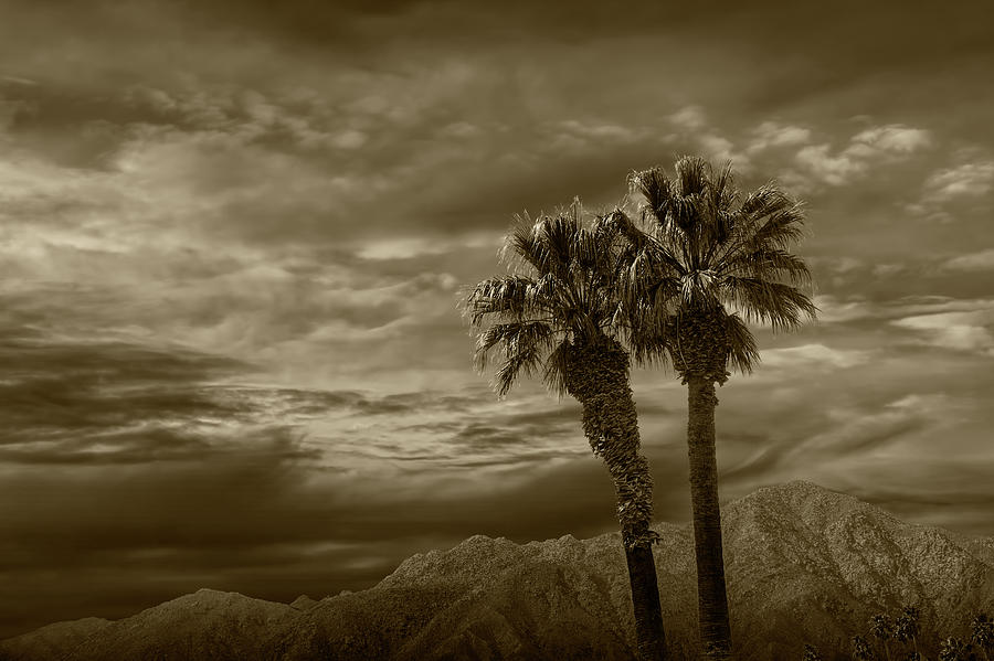 Palm Trees by Borrego Springs in Sepia Tone Photograph by Randall Nyhof